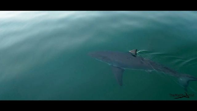 Paddleboarder Doesn't Know a Great White Shark is Right Next to Him смотреть онлайн