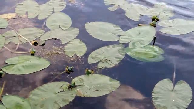 Почему кувшинки так называются. смотреть онлайн