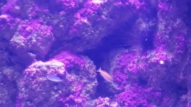 Океанариум Сочи. смотреть онлайн