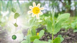 КАК ПОЯВИЛИСЬ РАСТЕНИЯ. Детям