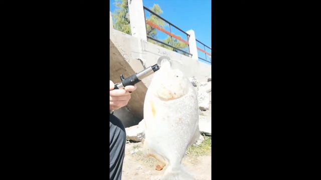 Piranha catch and cook! смотреть онлайн