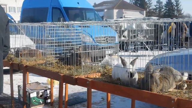 Виставка голубів та кроликів, аеропорт Тернопіль 09.02.2020 смотреть онлайн