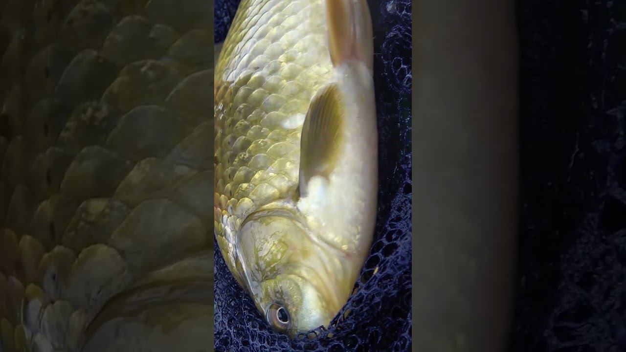 КАРАСЬ НА ПОПЛАВОК В КАМЫШАХ #shorts #рыбалка #карась #поплавок смотреть онлайн