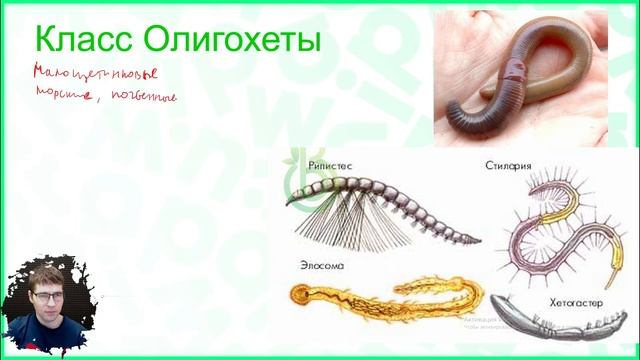 Тема №3: Кольчатые черви смотреть онлайн