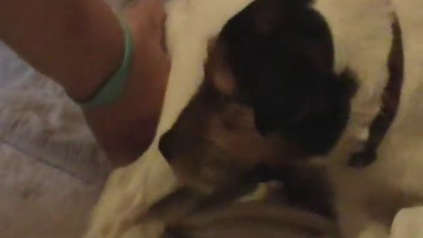 Jack Russell being born breech birth whelping