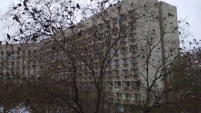 Нашествие. Скворцы прилетели...... смотреть онлайн