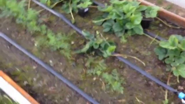 Обзор участка 10 августа 2018 г. Малина в ряду Гусар, Журавлик, Бригантина. смотреть онлайн