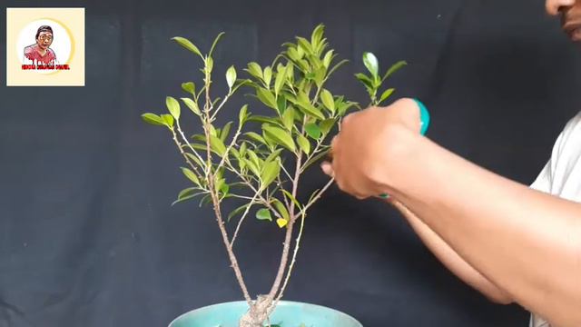 Pruning Bahan Bonsai Beringin KIMENG смотреть онлайн