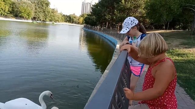 Пара белых лебедей в пруду и черепаха смотреть онлайн