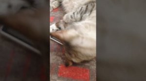 Не могу позвонить, у меня лапки