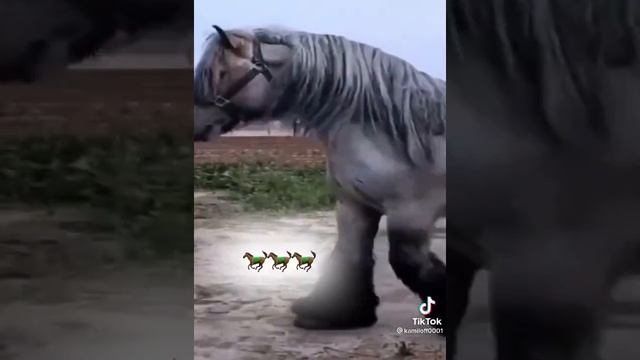 Самая Большая в мире Лошадь?♥️ смотреть онлайн