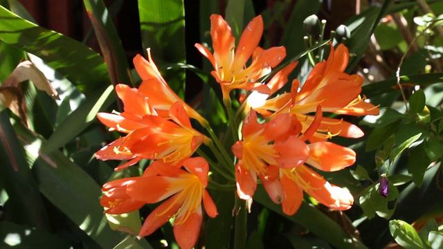 I bet you didn't know this about Clivias смотреть онлайн