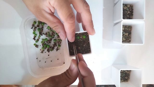 Пикировка сеянцев астрофитума смотреть онлайн