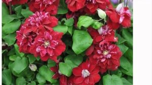 Самые красные клематисы.  4 самых красных клематиса.