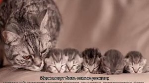 Как пристроить котят в хорошие руки: советы