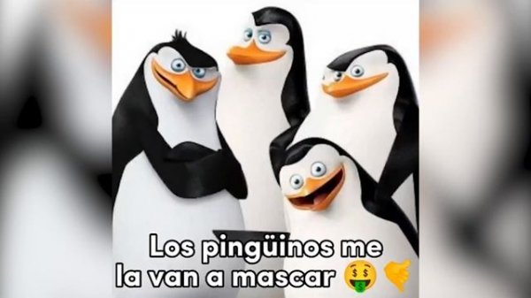 Кавасаки Каго Крико Эстриппер - ОКУДА МЕМ? Los pinguinos me la van a mascar мем