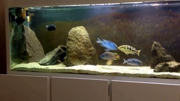 Placidochromis Tanzania and Cyrtocara Moorii