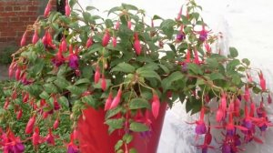 ФУКСИЯ – приметы и суеверия. Целебные и магические свойства Фуксии.