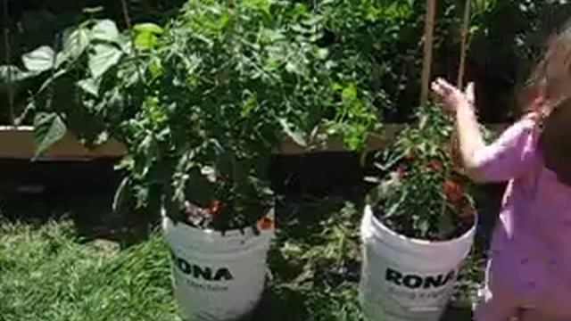Heirloom Tomato Garden смотреть онлайн