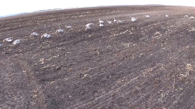 Расстановка гусиных чучел. Хорошо работает. Охотничий опыт.