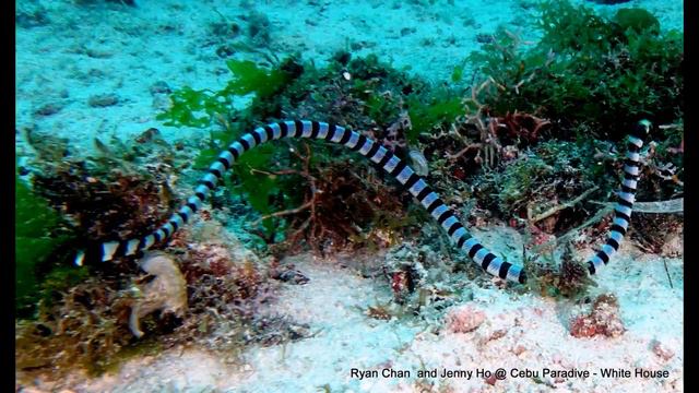 貝爾徹海蛇Belcher's Sea Snake (Hydrophis Belcheri) смотреть онлайн