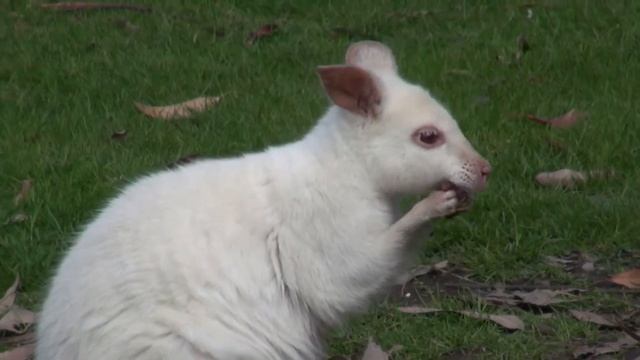 Tammar Wallaby (Albino) | Animal Spy Australia смотреть онлайн