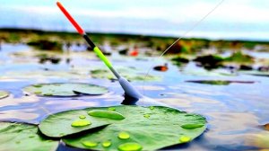 Бомбическая РЫБАЛКА на ПОПЛАВОК!!! В этих кувшинках МОРЕ КАРАСЯ!!!