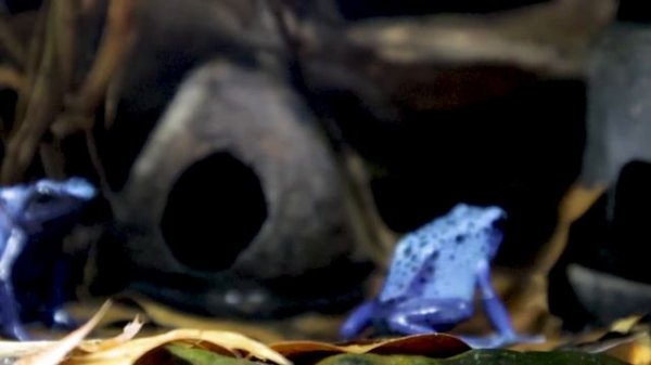 Dendrobates Tinctorius Azureus calling and Courting