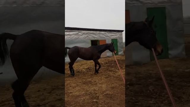 Иксора. Русская верховая порода. Кобыла. Рождена 2012г. смотреть онлайн