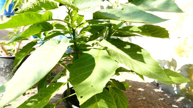 Brugmansia 2019 cz.2 смотреть онлайн