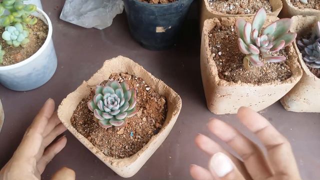 || PLEASE USE SOME AMOUNT OF SOIL WHILE GROWING SUCCULENTS ||