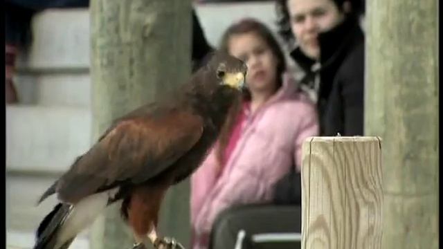 Aventura en Terra Natura смотреть онлайн