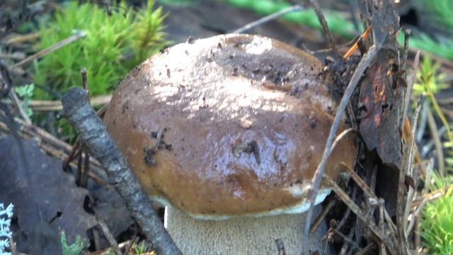 Белый гриб в Большеорловском поселке.