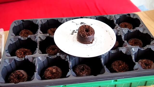 Выращиваем перец чили дома. Часть 2: посадка семян, три способа. Семена на рассаду! смотреть онлайн