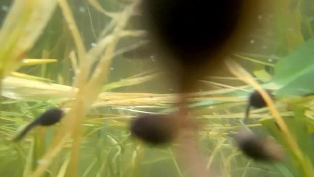 Swimming with Thousands of Tadpoles || Underwater World of Tadpoles смотреть онлайн
