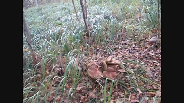 Дружная семья боровиков смотреть онлайн