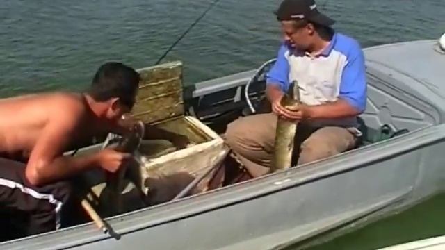 Огромный судак смотреть онлайн