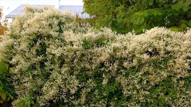 Горец плетущийся: еще одна версия смотреть онлайн