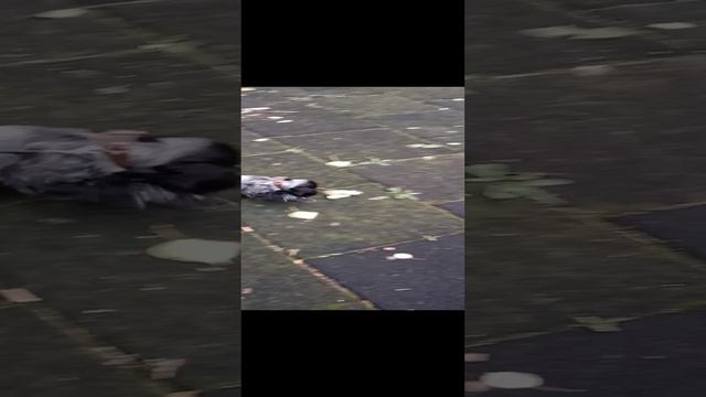 Первая прогулка Стеши.