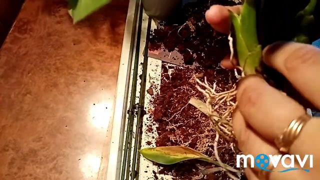 Пересадка орхидеи камбрии в керамзит и пено стекло. смотреть онлайн