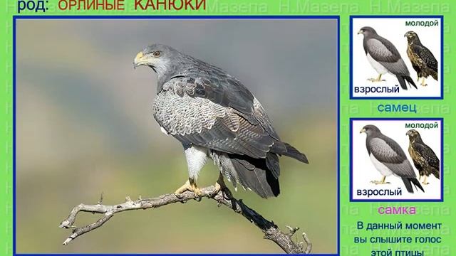 Канюк ястребиный и др. Голоса птиц смотреть онлайн