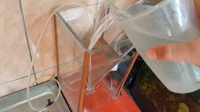 Как вырастить артемию? Живой корм на дому.