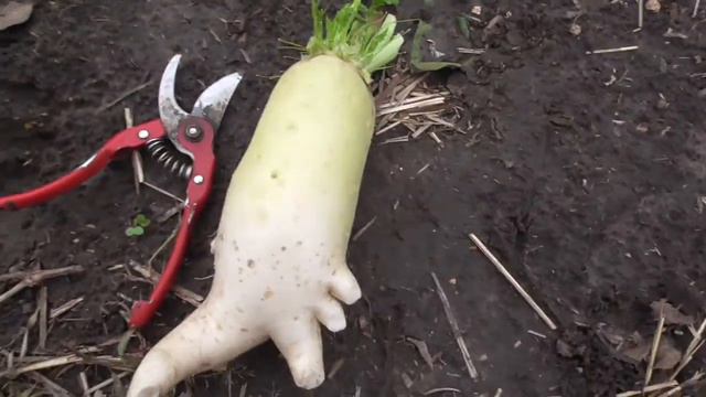 Киевская обл. Огород на 14 октября 2017 г. смотреть онлайн