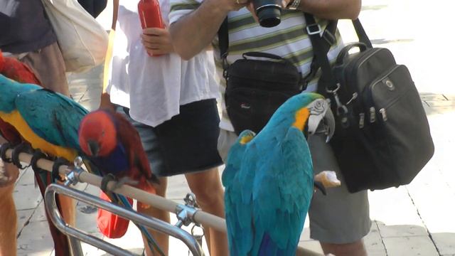 Panasonic sd 800 papugi смотреть онлайн