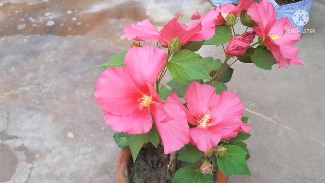 Rose of Sharon⚘# Syriacus Hibiscus #greengardenkolkata #hindi смотреть онлайн