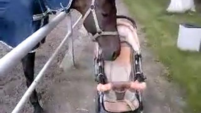 Ева Лошадь и Коляска смотреть онлайн