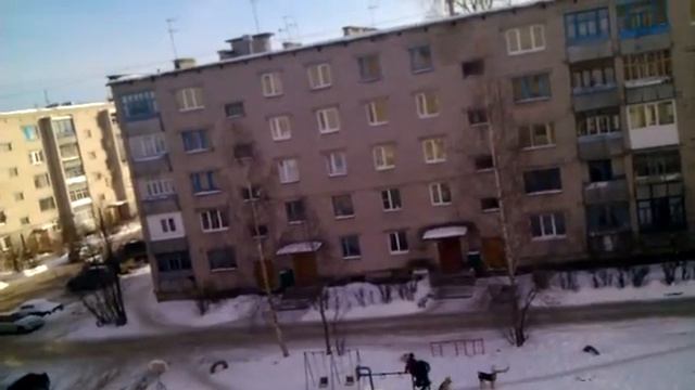 dogs in the city center want to attack / Стая собак в центре города смотреть онлайн