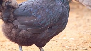 ПОРОДИСТЫЕ КУРЫ НА ВАШЕМ УЧАСТКЕ - ЭТО ЛЕГКО. КРАСИВЕЙШАЯ ПОРОДА КУР - АМЕРАУКАНА.