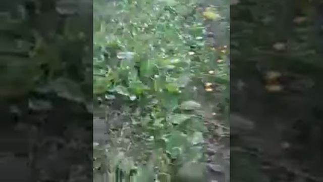 Слендер в реальности смотреть онлайн