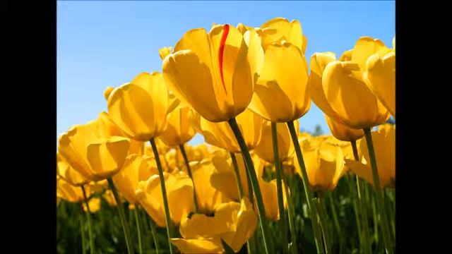 L'amore è femmina - Nina Zilli, Iaia cover смотреть онлайн